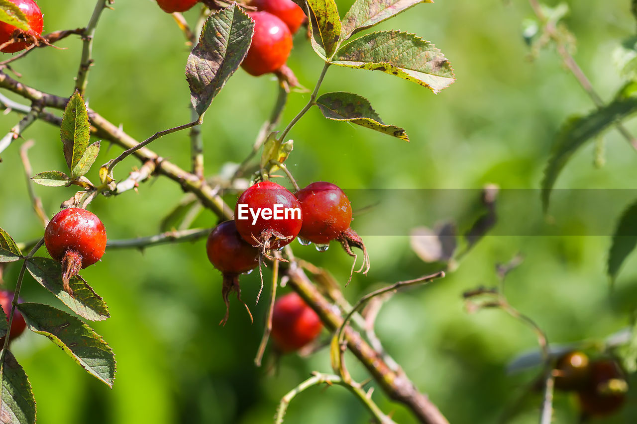 RED BERRIES GROWING ON TREE