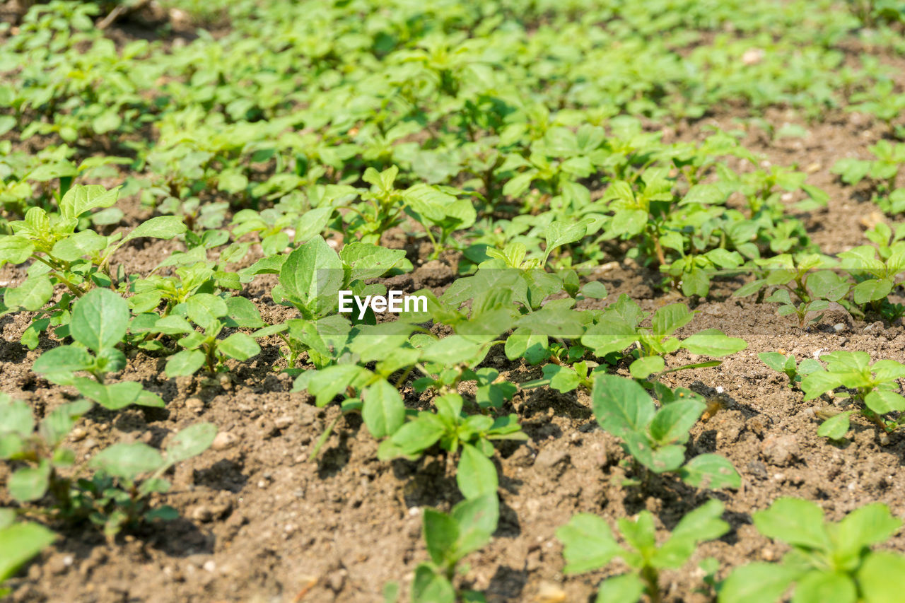 CLOSE-UP OF PLANT GROWING IN FIELD