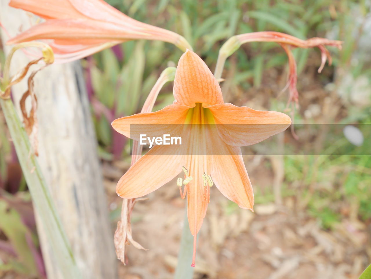 CLOSE-UP OF FLOWERS