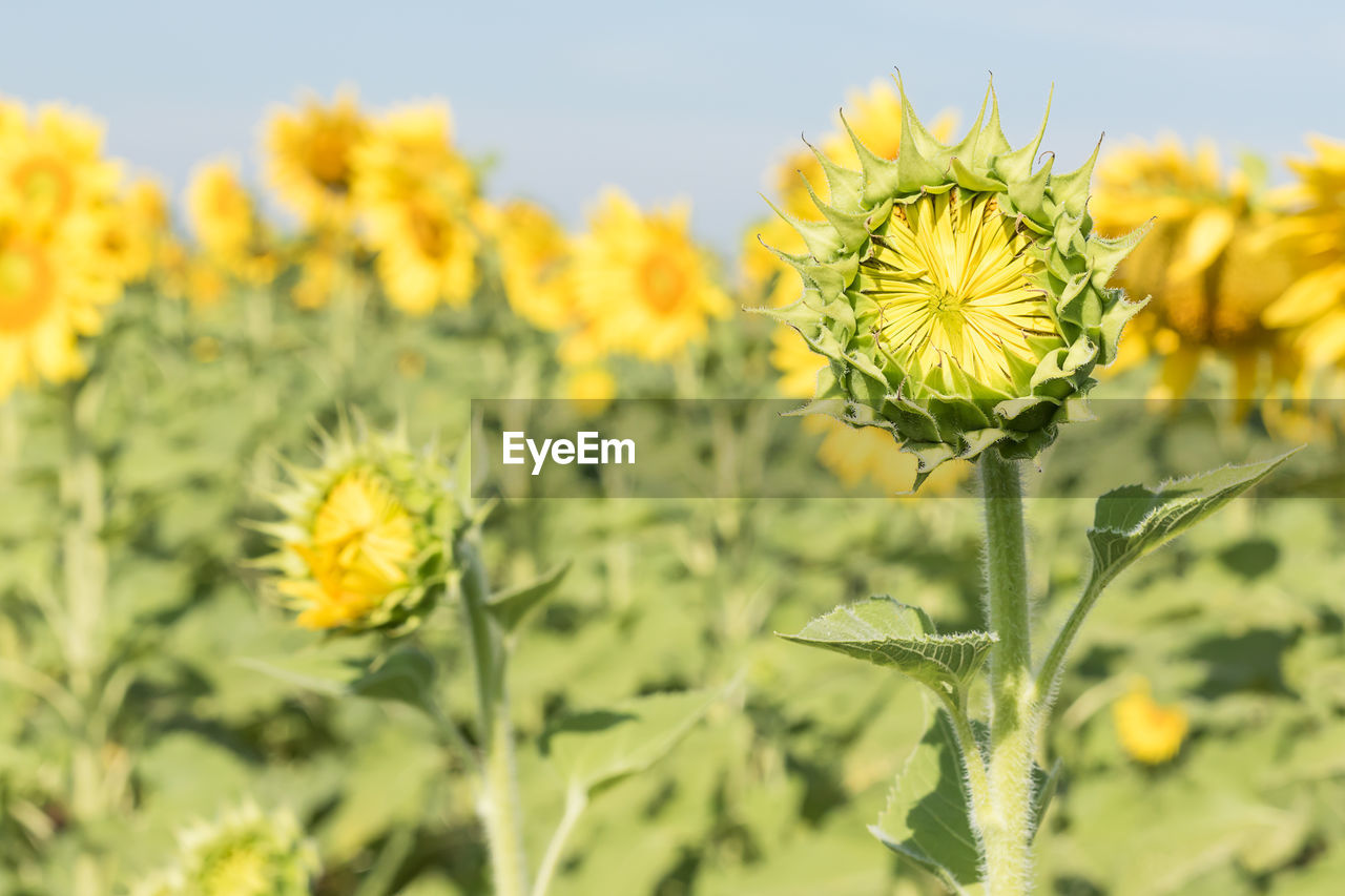 Close-up of yellow flowering plant on field