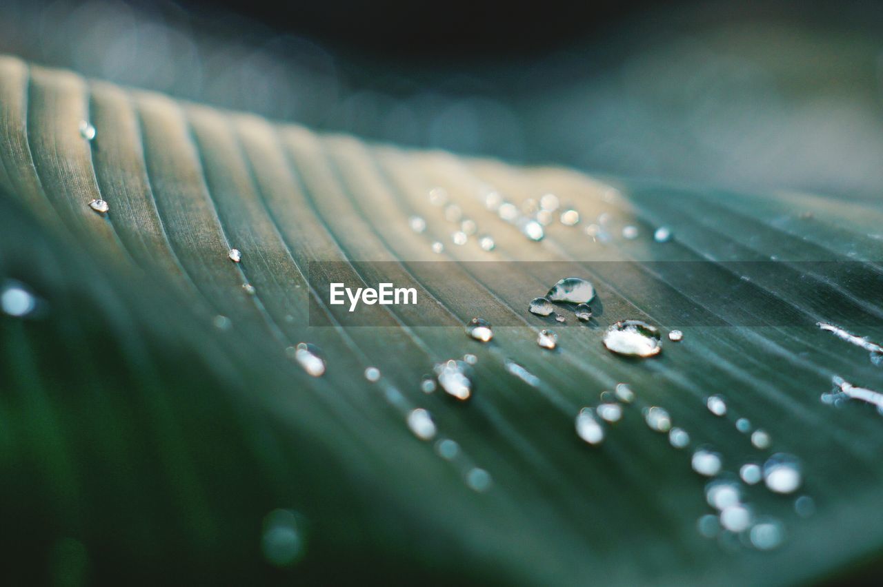 Close-up of raindrops on leaves