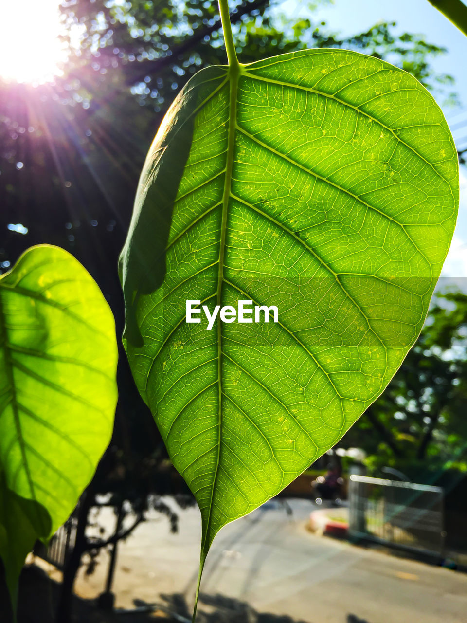 CLOSE-UP OF FRESH GREEN LEAF WITH WATER