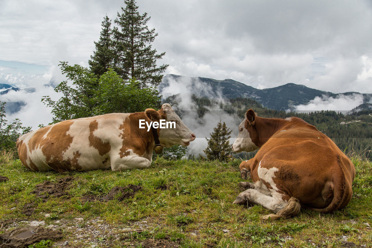 Two cows lying on a field