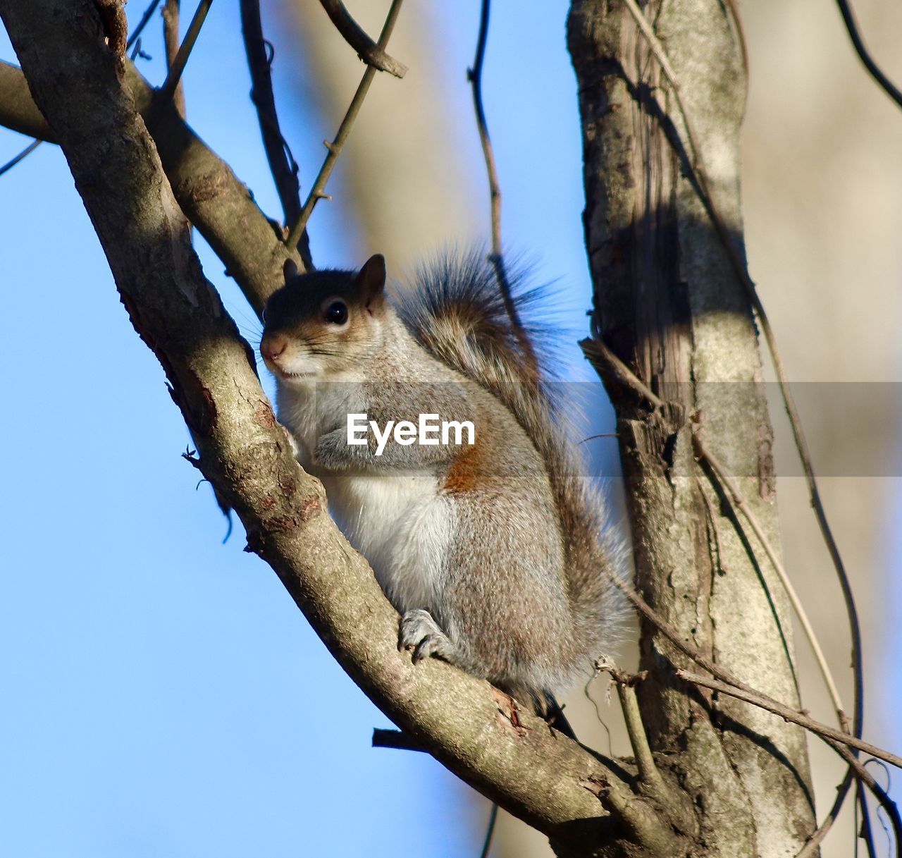 VIEW OF SQUIRREL ON TREE TRUNK