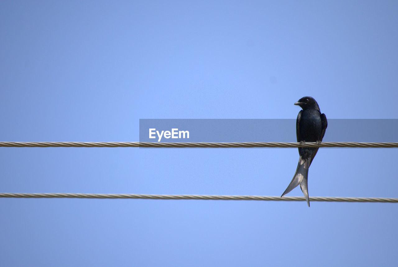 LOW ANGLE VIEW OF BIRD ON CABLE AGAINST CLEAR BLUE SKY