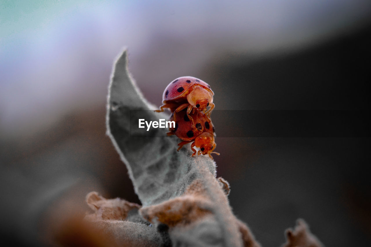 Close-up of insect on dry leaf