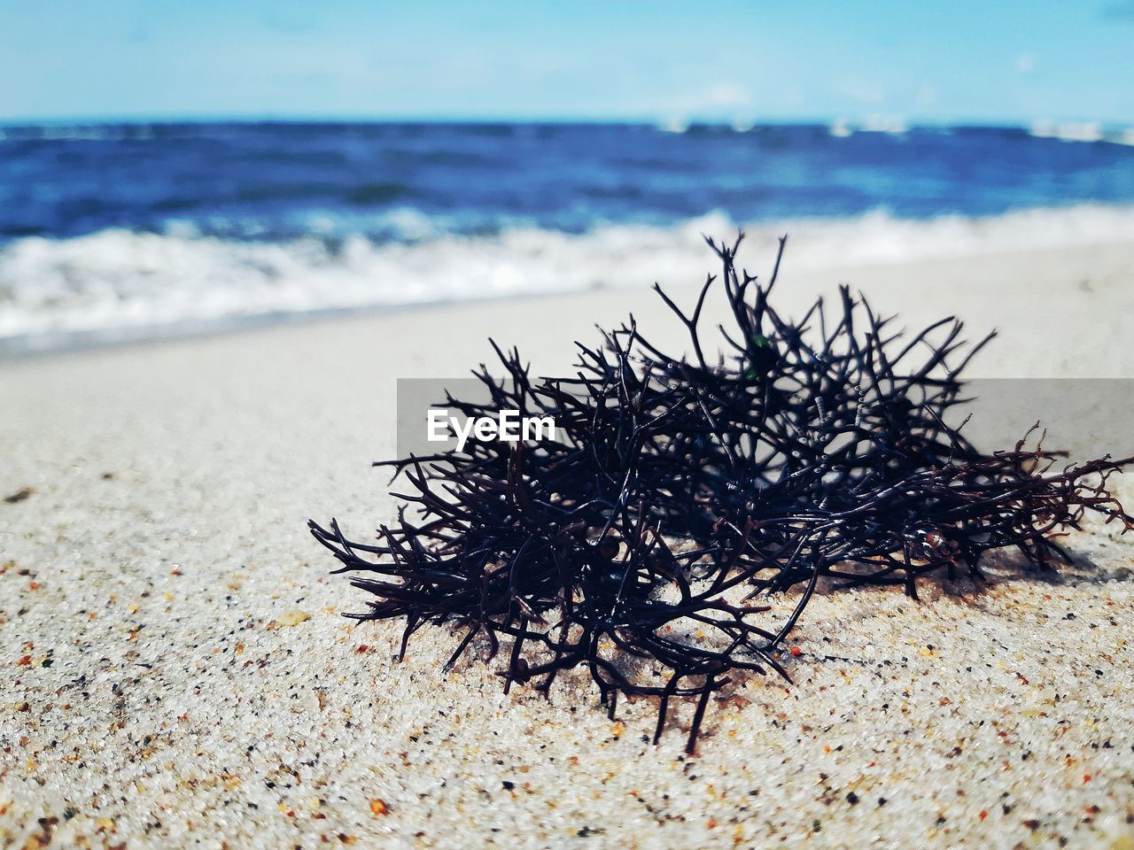 CLOSE-UP OF TREE ON BEACH