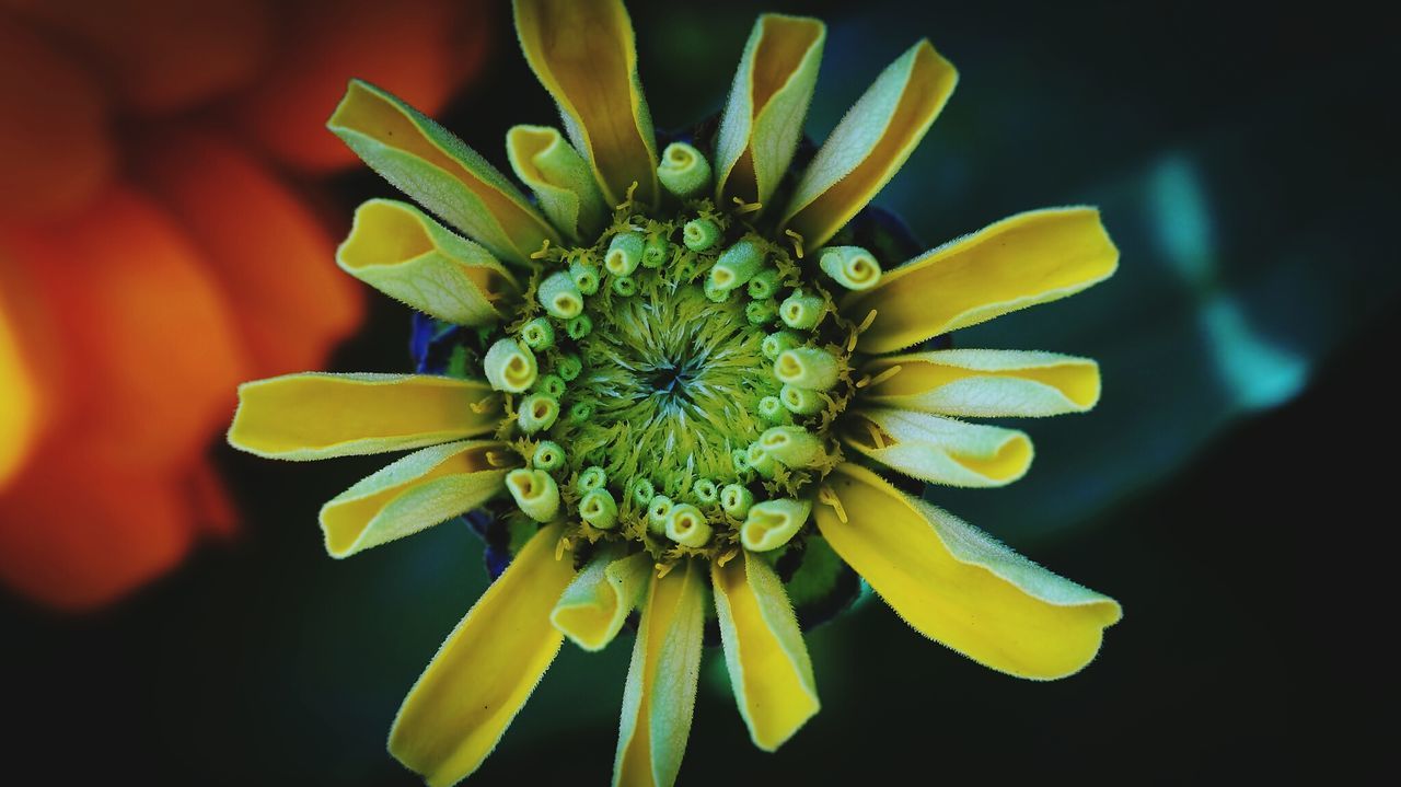 Close-up of yellow flower