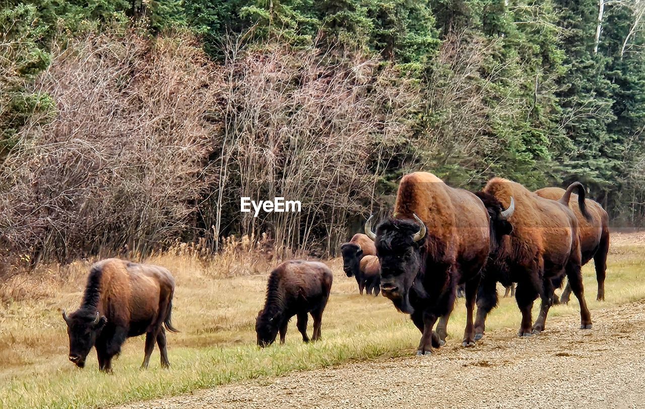 animal themes, animal, mammal, group of animals, animal wildlife, wildlife, bison, herd, domestic animals, livestock, plant, cattle, pasture, grazing, land, american bison, no people, nature, field, tree, grass, landscape, environment, outdoors, day, grassland, agriculture, rural area, pet, beauty in nature, bull, horned
