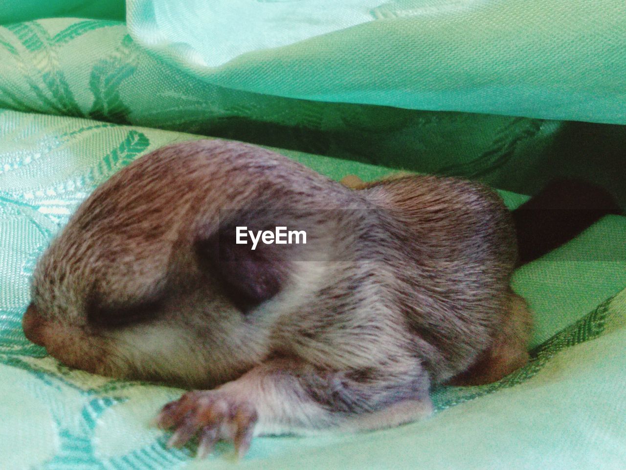 CLOSE-UP OF DOG SLEEPING