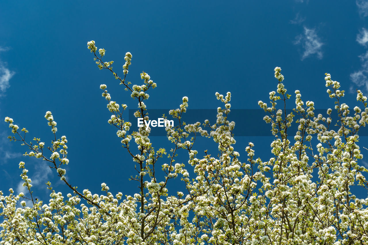 Flowering tree branches with white flowers and blue sky, spring view