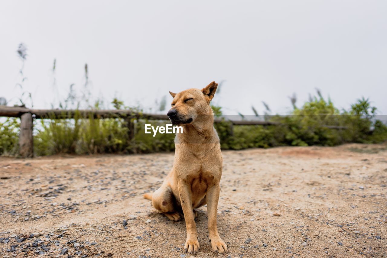 VIEW OF A DOG LOOKING AWAY ON FIELD