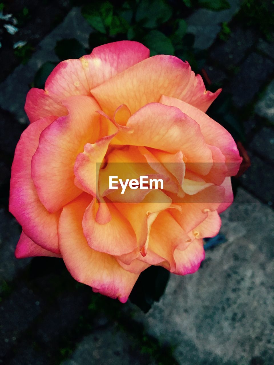 CLOSE-UP OF PINK FLOWER BLOOMING