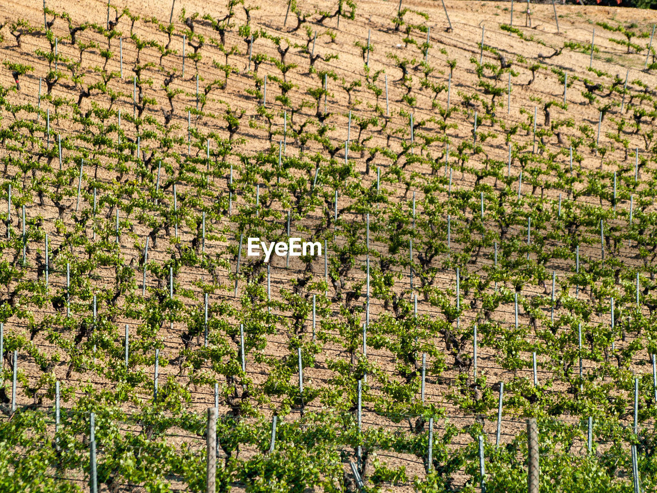 HIGH ANGLE VIEW OF PLANTS ON FIELD