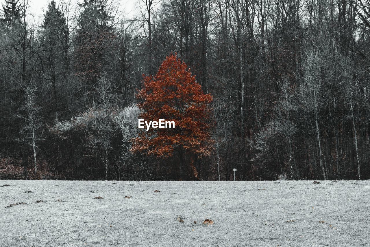 Snow covered trees in forest during autumn