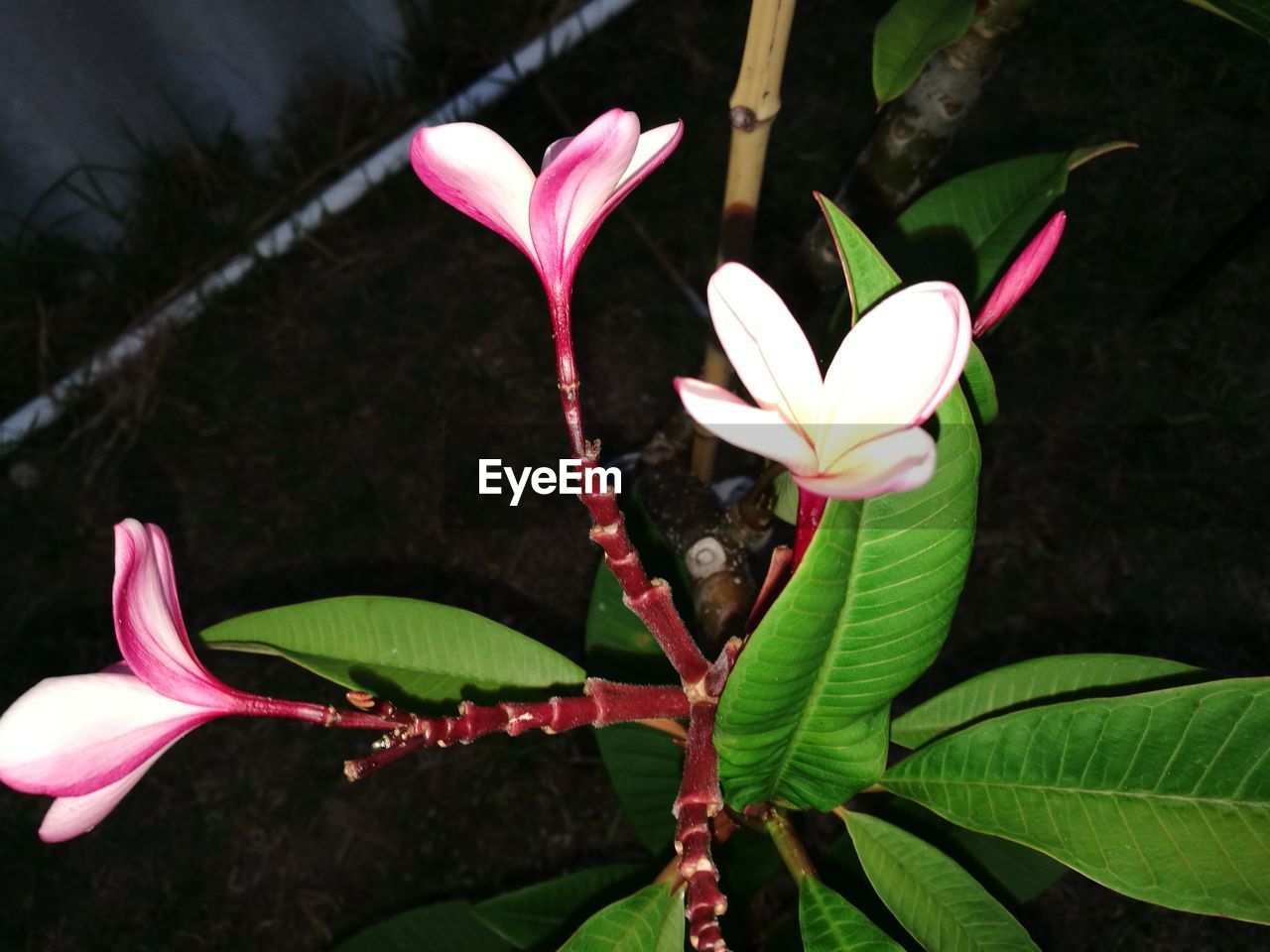 CLOSE-UP OF PINK FLOWERS BLOOMING