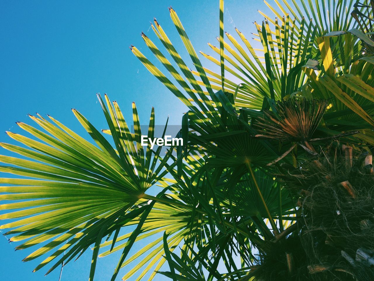 Low angle view of leaves on palm tree against sky