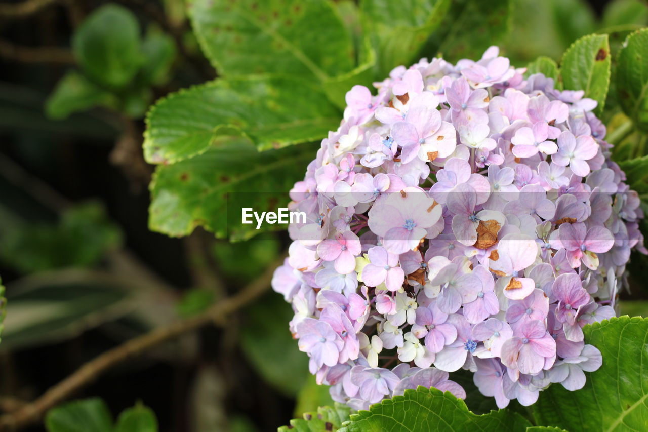Close-up of pink hydrangea flowers blooming in park