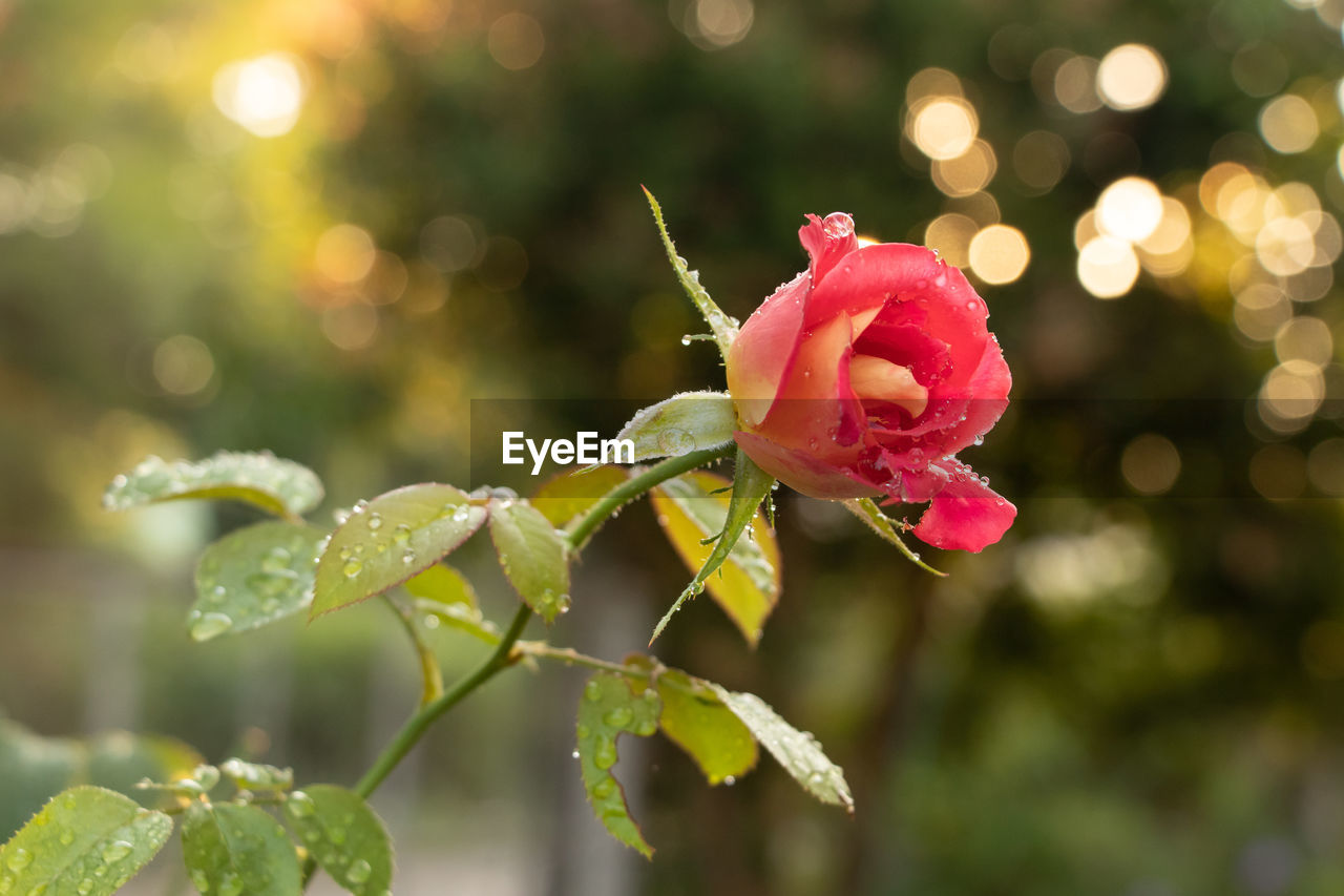 CLOSE-UP OF WET ROSE