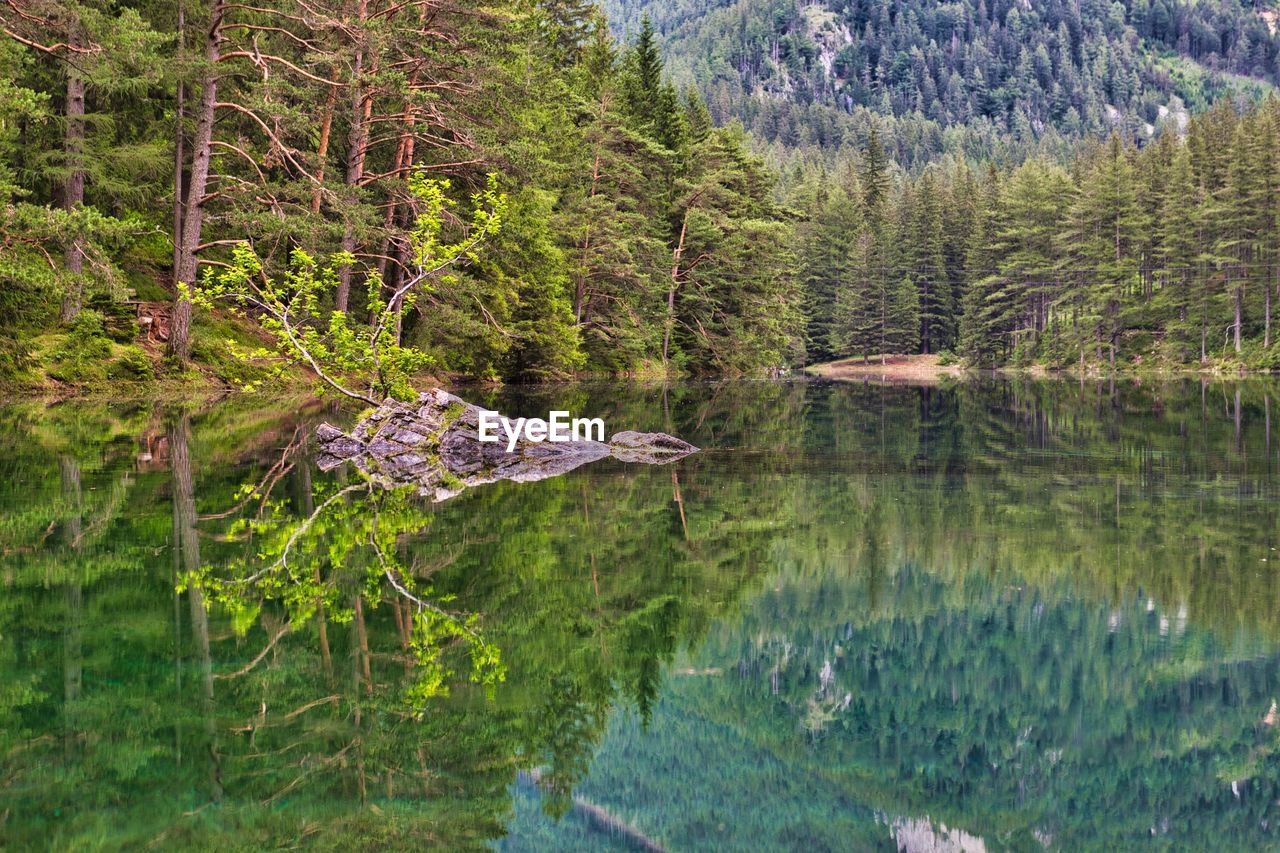 Scenic view of lake amidst trees in forest