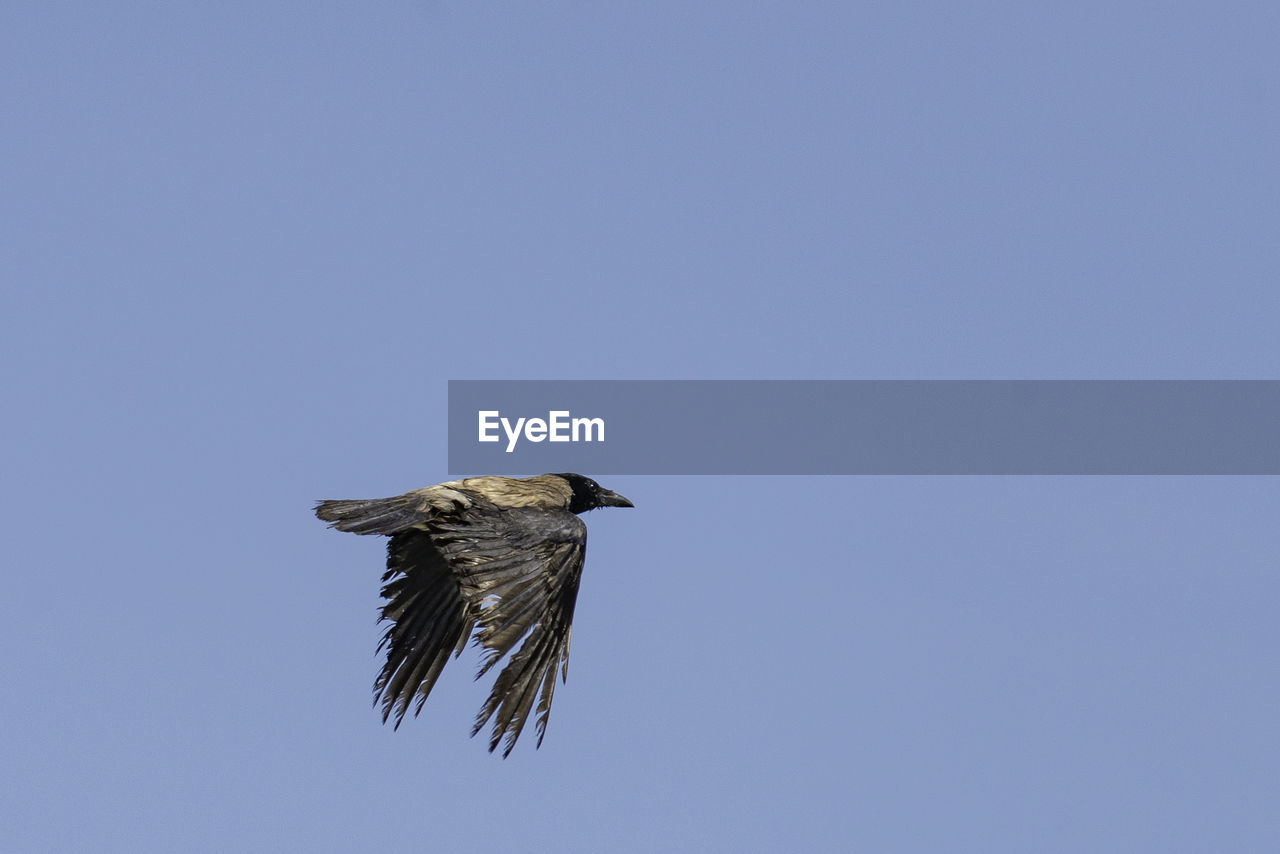 LOW ANGLE VIEW OF BIRD FLYING