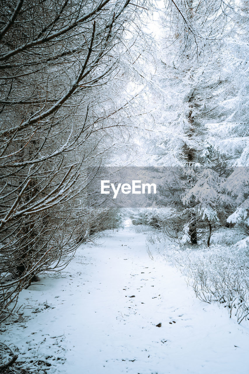 SNOW COVERED LAND AND TREES