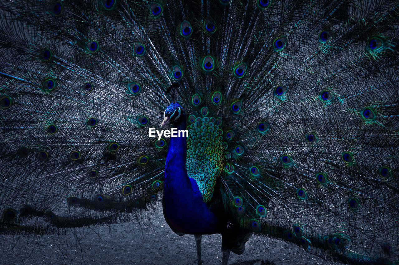 VIEW OF PEACOCK
