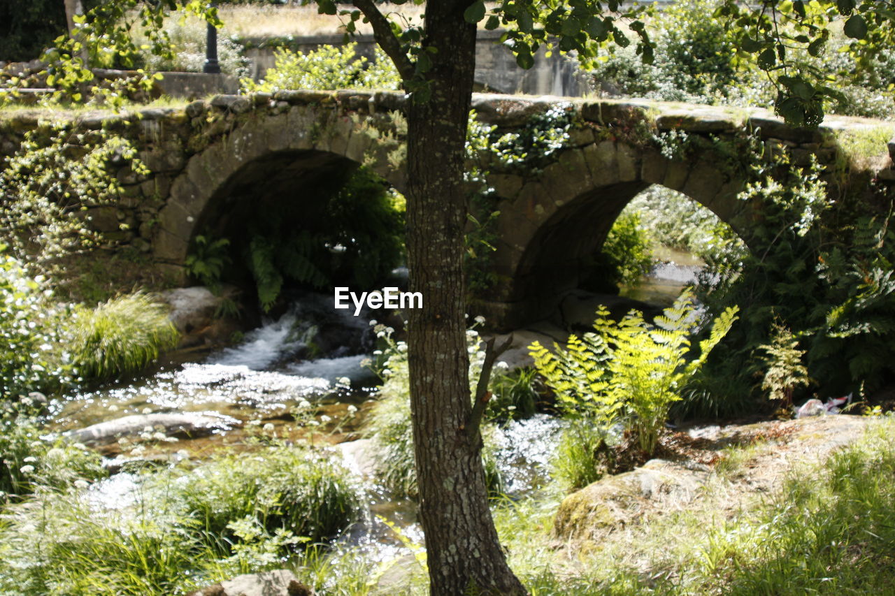 VIEW OF TREES AND PLANTS