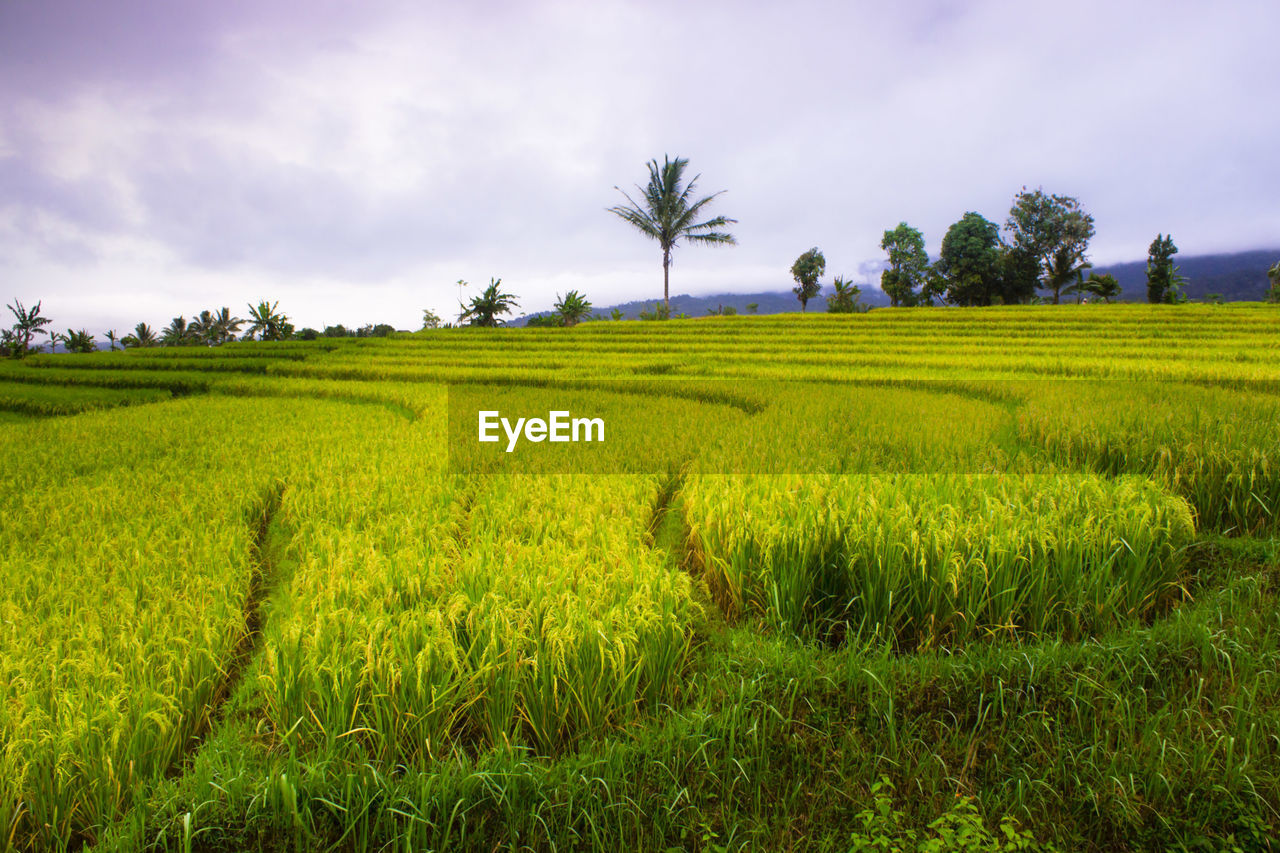 SCENIC VIEW OF FARM AGAINST SKY