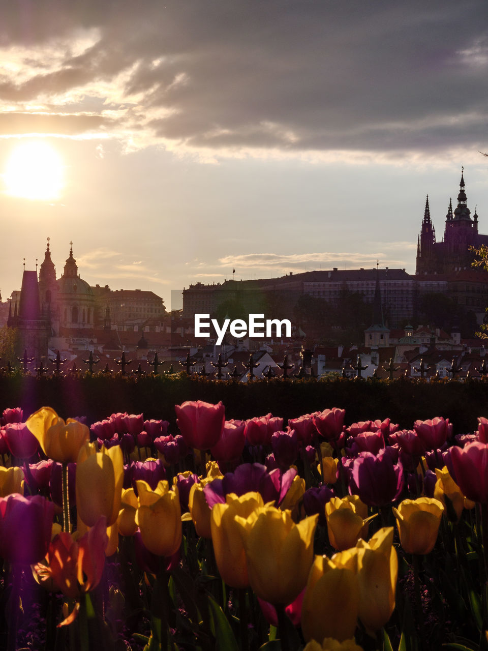 CLOSE-UP OF TULIPS AGAINST BUILDINGS IN CITY