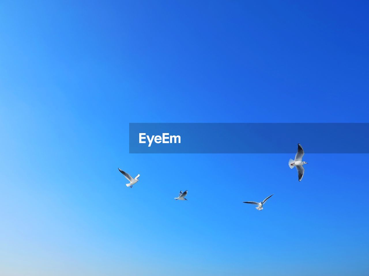 SEAGULLS FLYING IN CLEAR BLUE SKY