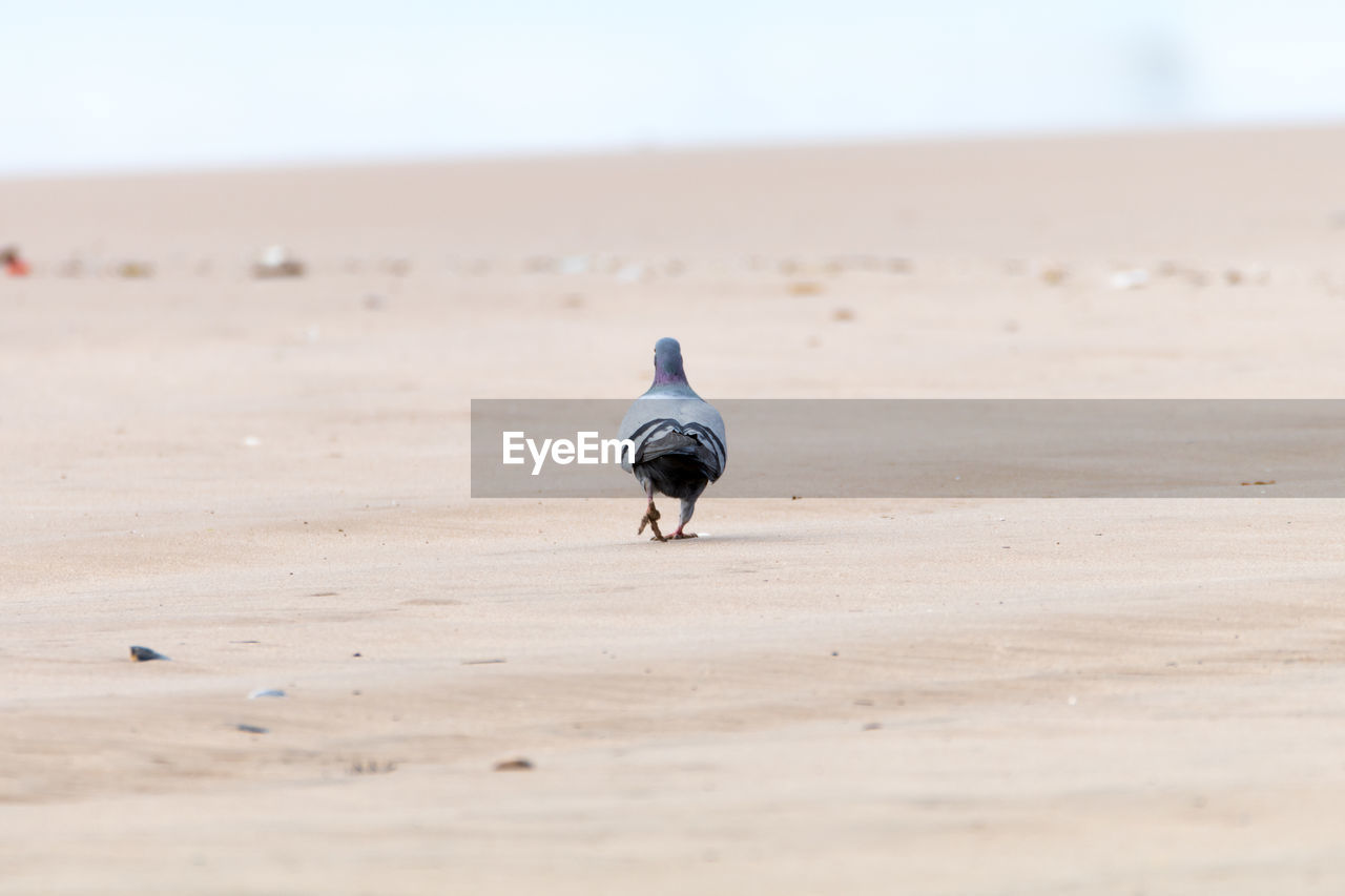 Close-up of pigeon on wet sand