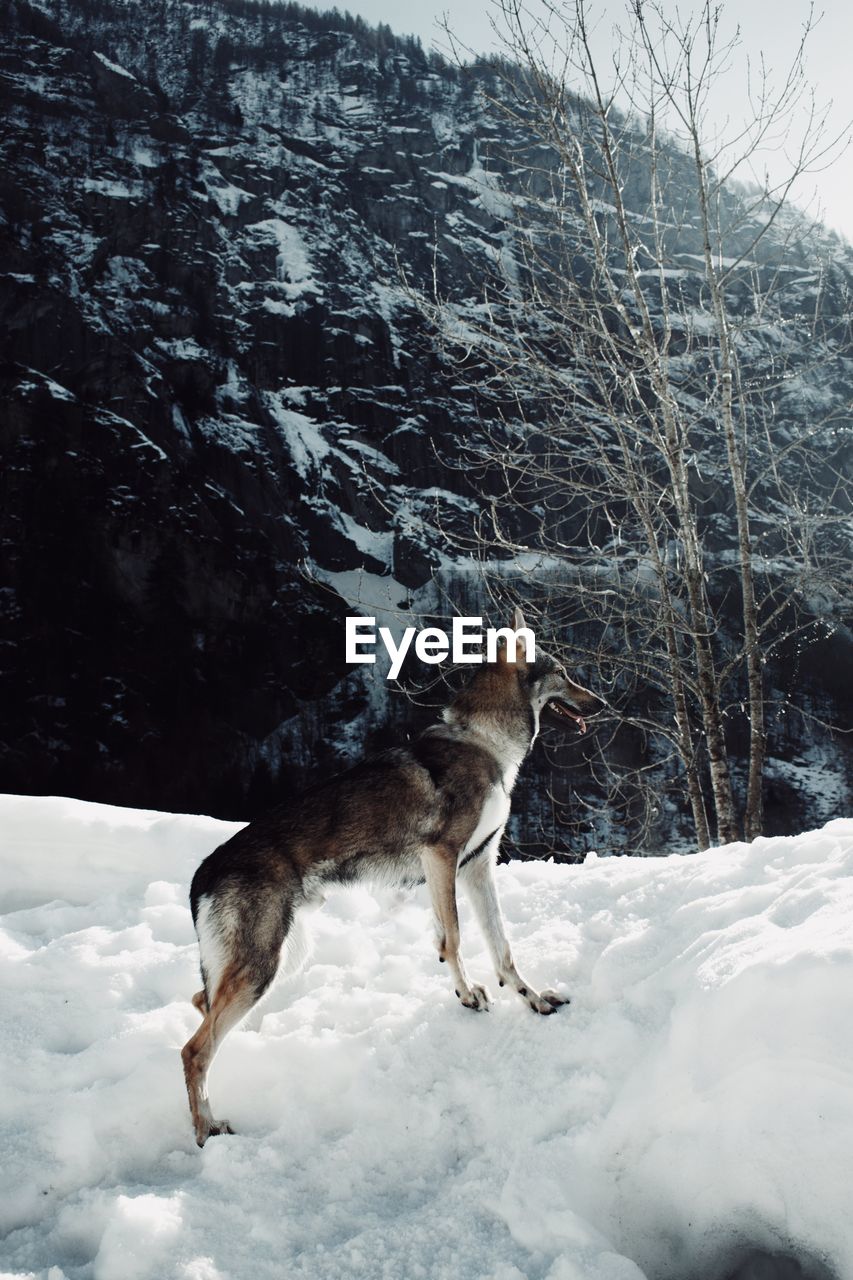 DOG ON SNOW COVERED FIELD