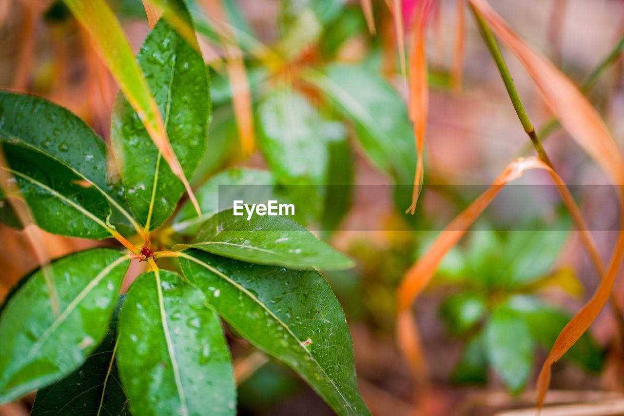 Close-up of wet plant leaves