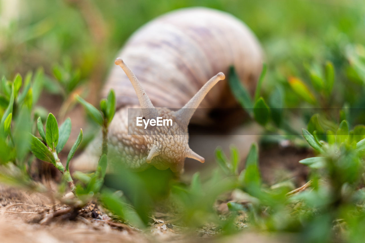 Close-up of snail on land