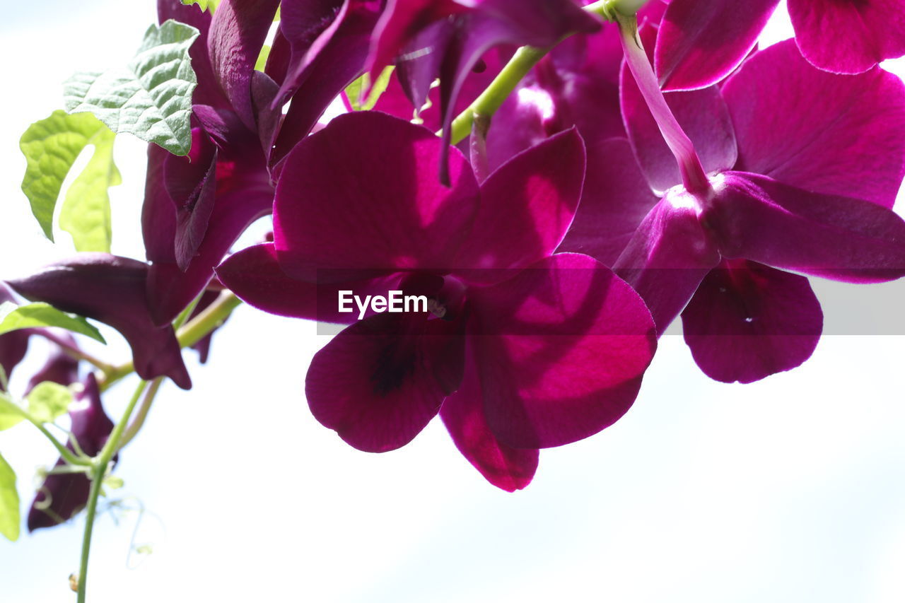 plant, flower, flowering plant, freshness, beauty in nature, nature, petal, close-up, fragility, growth, purple, flower head, inflorescence, pink, no people, plant part, leaf, blossom, outdoors, springtime, orchid, magenta, day, vibrant color, botany, focus on foreground