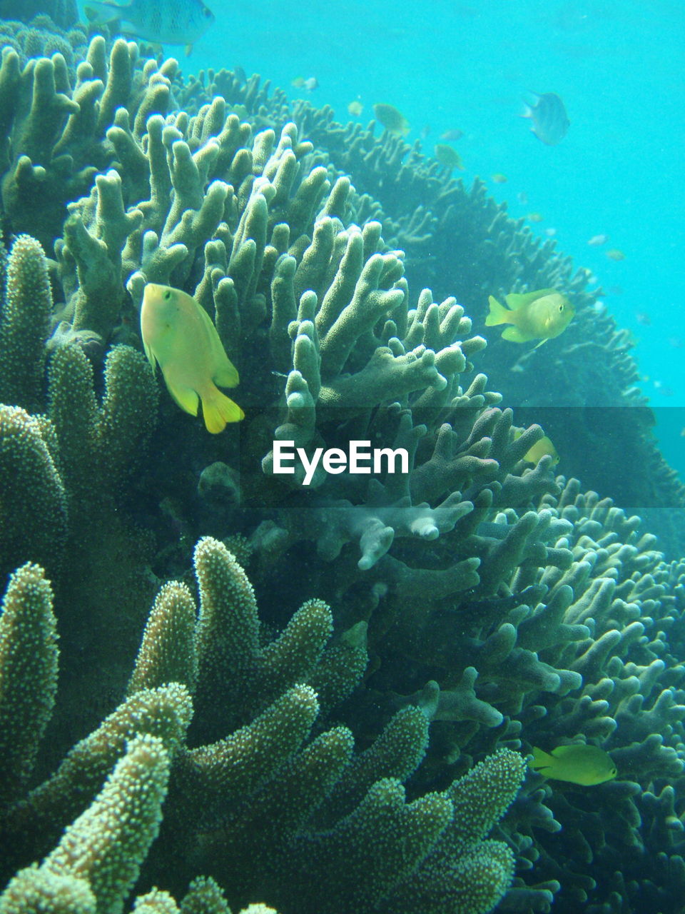 Close-up of coral in sea