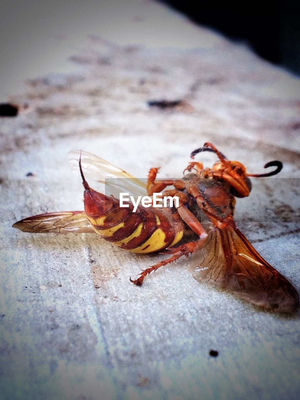 Close-up view of dead hornet