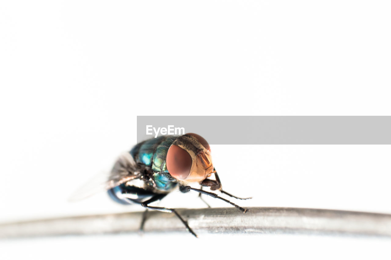 Close-up of insect on plant against white background