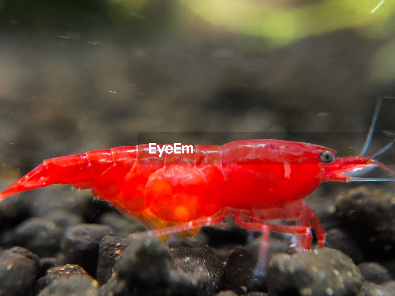 CLOSE-UP OF RED CRAB