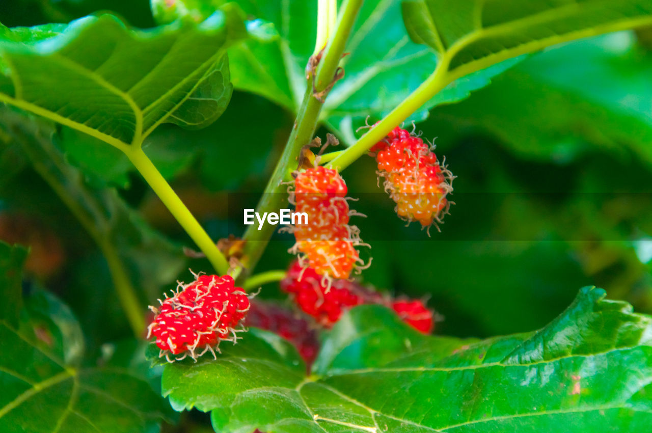 CLOSE-UP OF HONEY BEE ON RED FLOWER