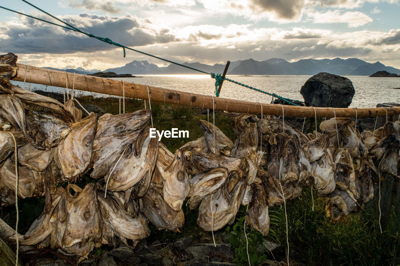 VIEW OF FISH ON SHORE