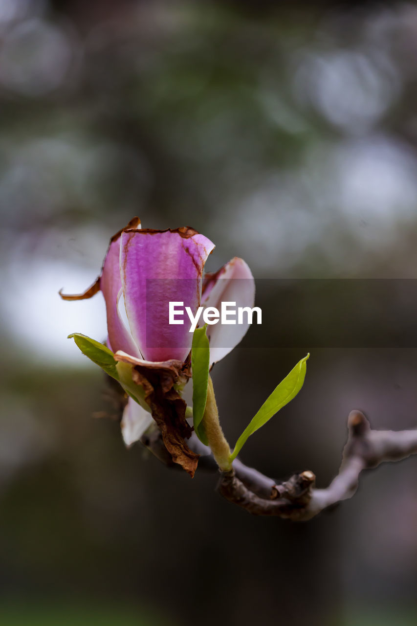 Close-up of pink rose flower bud