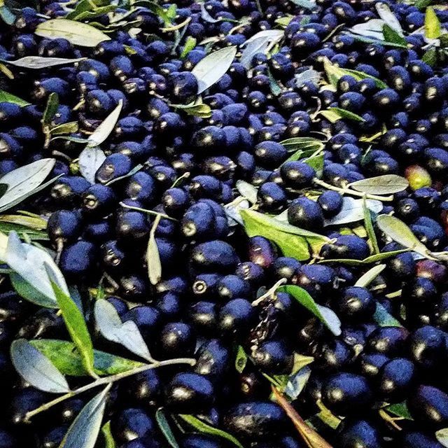 CLOSE-UP OF GRAPES