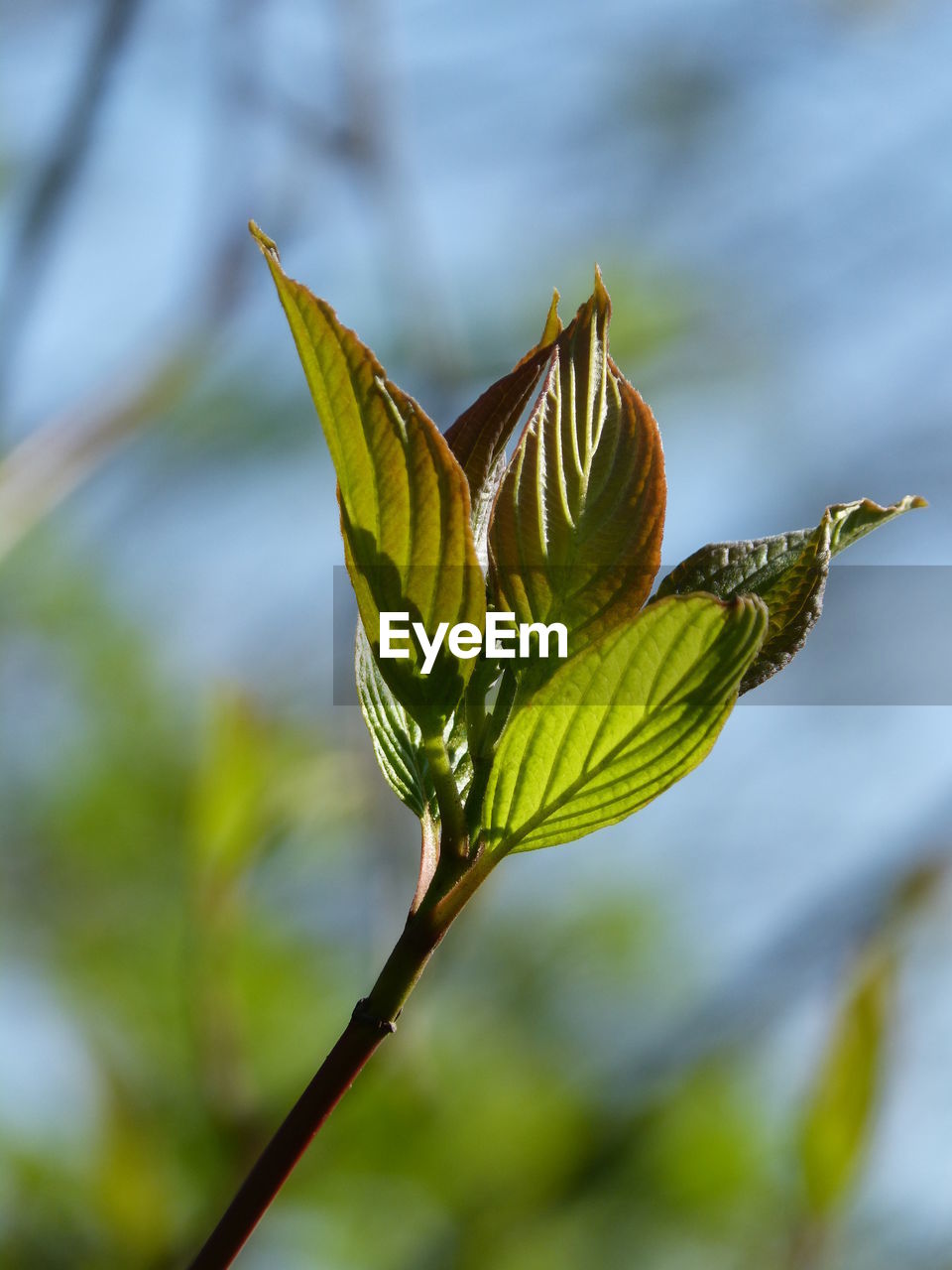 CLOSE-UP OF PLANT LEAF