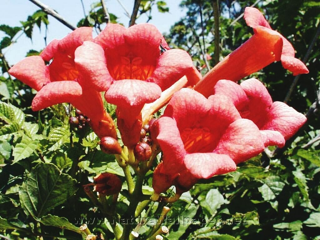 CLOSE-UP OF RED FLOWER GROWING ON PLANT