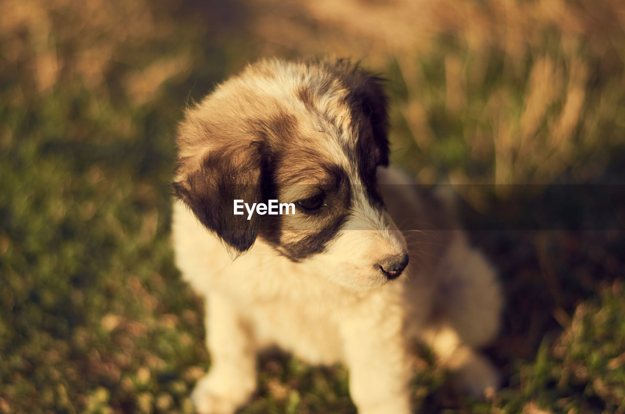 DOG LOOKING AWAY WHILE STANDING IN FIELD