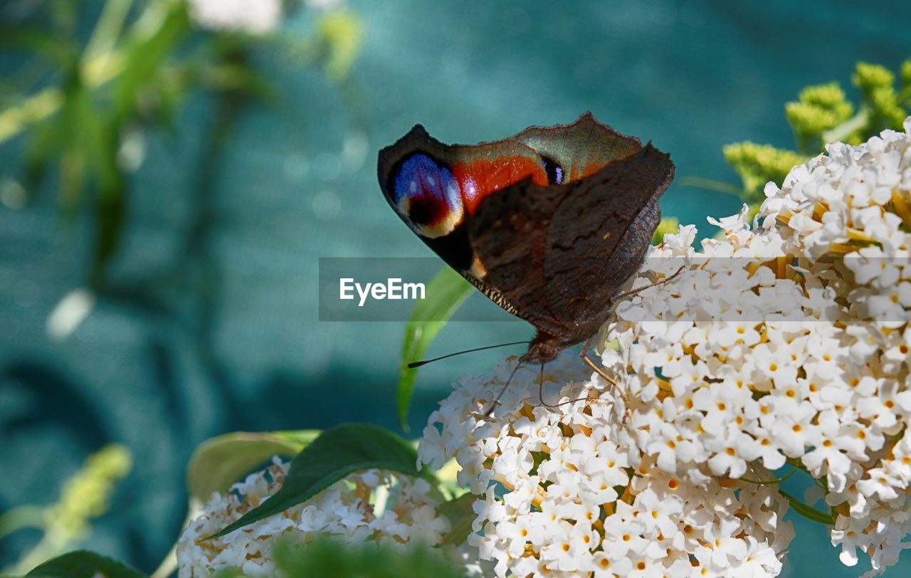 Close-up of butterfly pollinating on flower