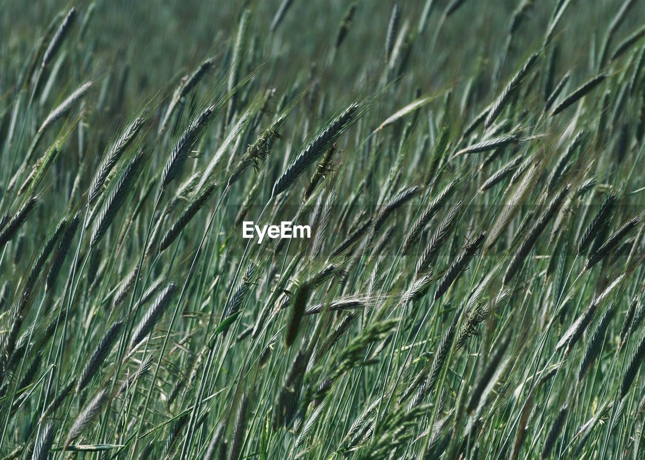 FULL FRAME SHOT OF WHEAT CROP ON FIELD