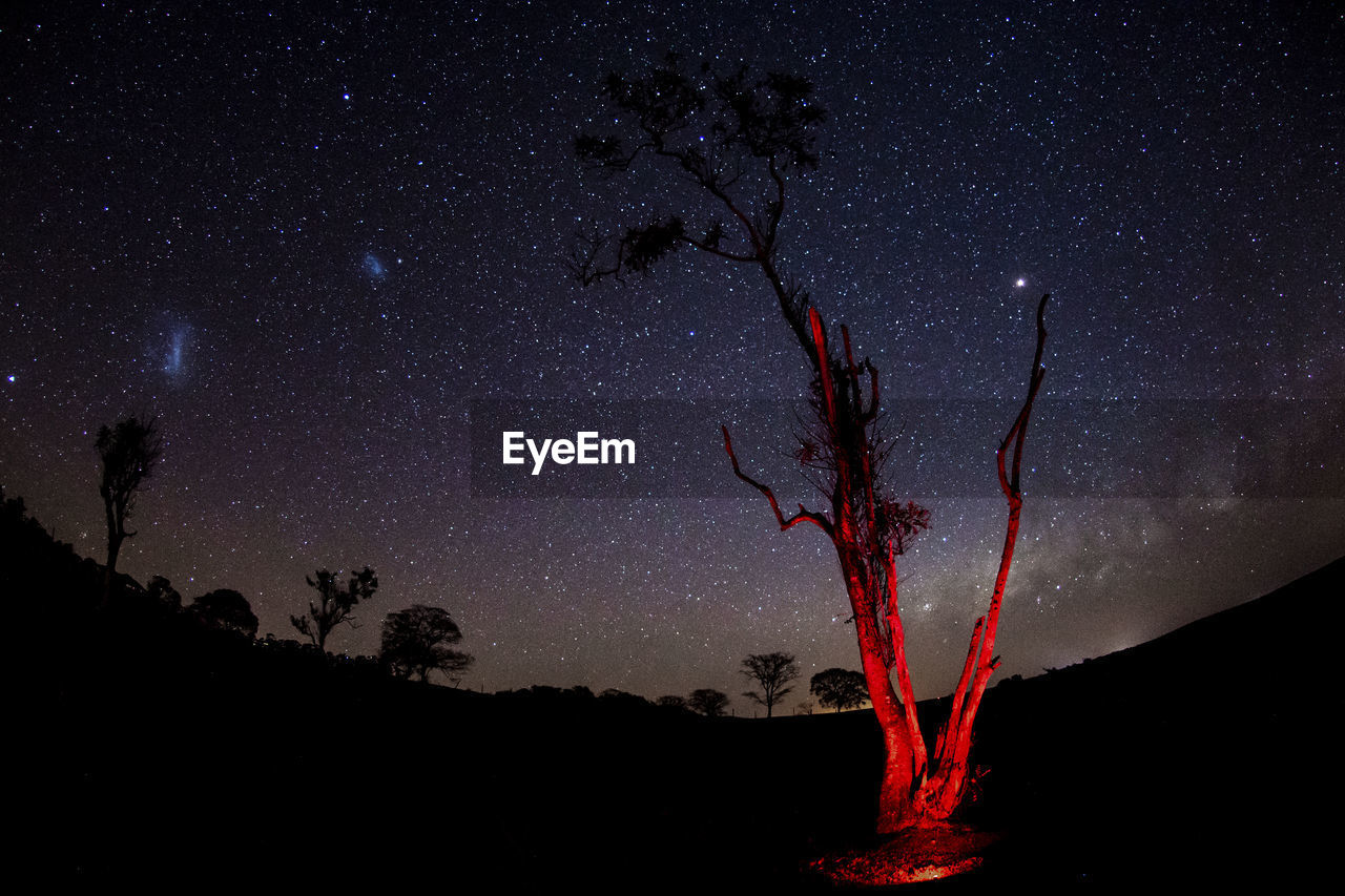 LOW ANGLE VIEW OF SILHOUETTE TREES AGAINST STAR FIELD